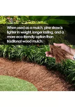 Garden Elements Long Leaf Pine Straw Bale Soil Amendment and Fall Decoration, 12.5 Pounds -Disney Villains Shirts Shop Belk 1262