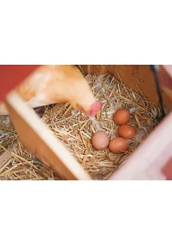 Garden Elements Straw Bale by Shady Creek Farm, Perfect for Fall Decoration, Garden Mulch, Animal Bedding, Mushroom Cultivation, Grass Seed Growing (22") -Disney Villains Shirts Shop Belk 1285