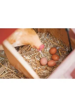 Garden Elements Straw Bale by Shady Creek Farm, Multi-Use for Farm & Home (30-36") -Disney Villains Shirts Shop Belk 1415